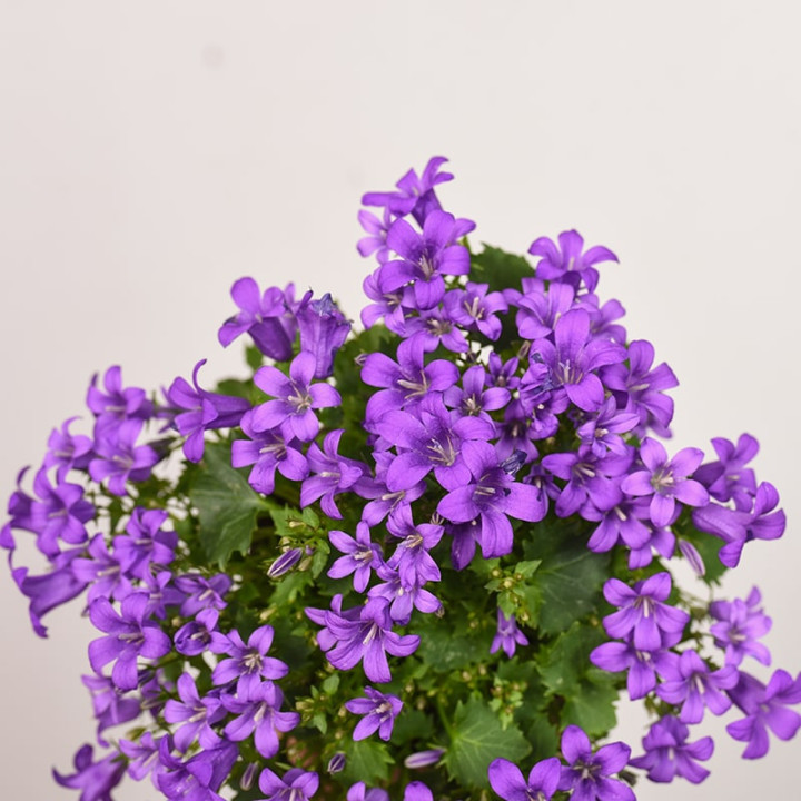 Kampanula 'Porto'
