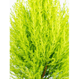 Cyprysik 'Goldcrest Wilma'