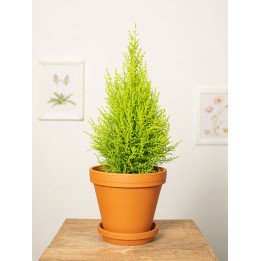 Cyprysik 'Goldcrest Wilma'