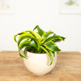 Dracena 'Tornado'