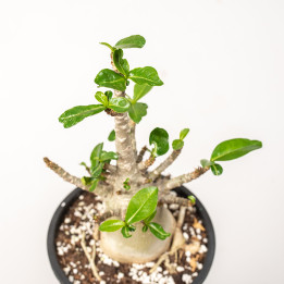 Adenium - Róża pustyni
