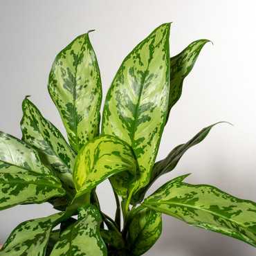Aglonema 'Romeo'
