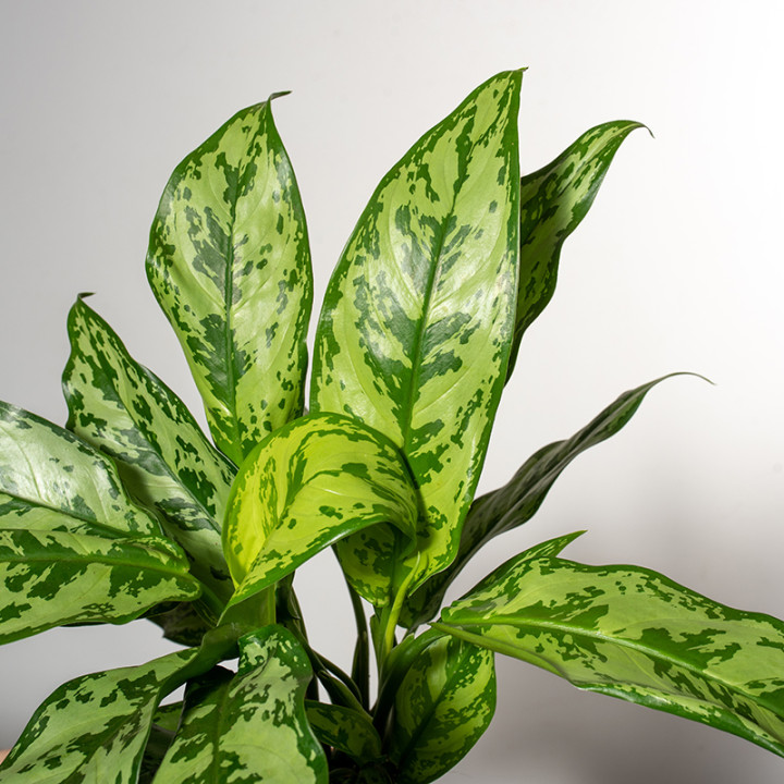 Aglonema 'Romeo'