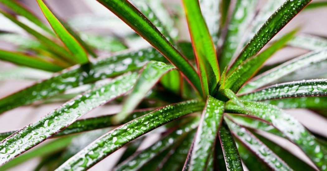 Jedną z najbardziej popularnych roślin oczyszczających powietrze z toksyn jest dracena. Wśród nich znajdują się także takie gatunki jak: skrzydłokwiat, fikus, czy zielistka.