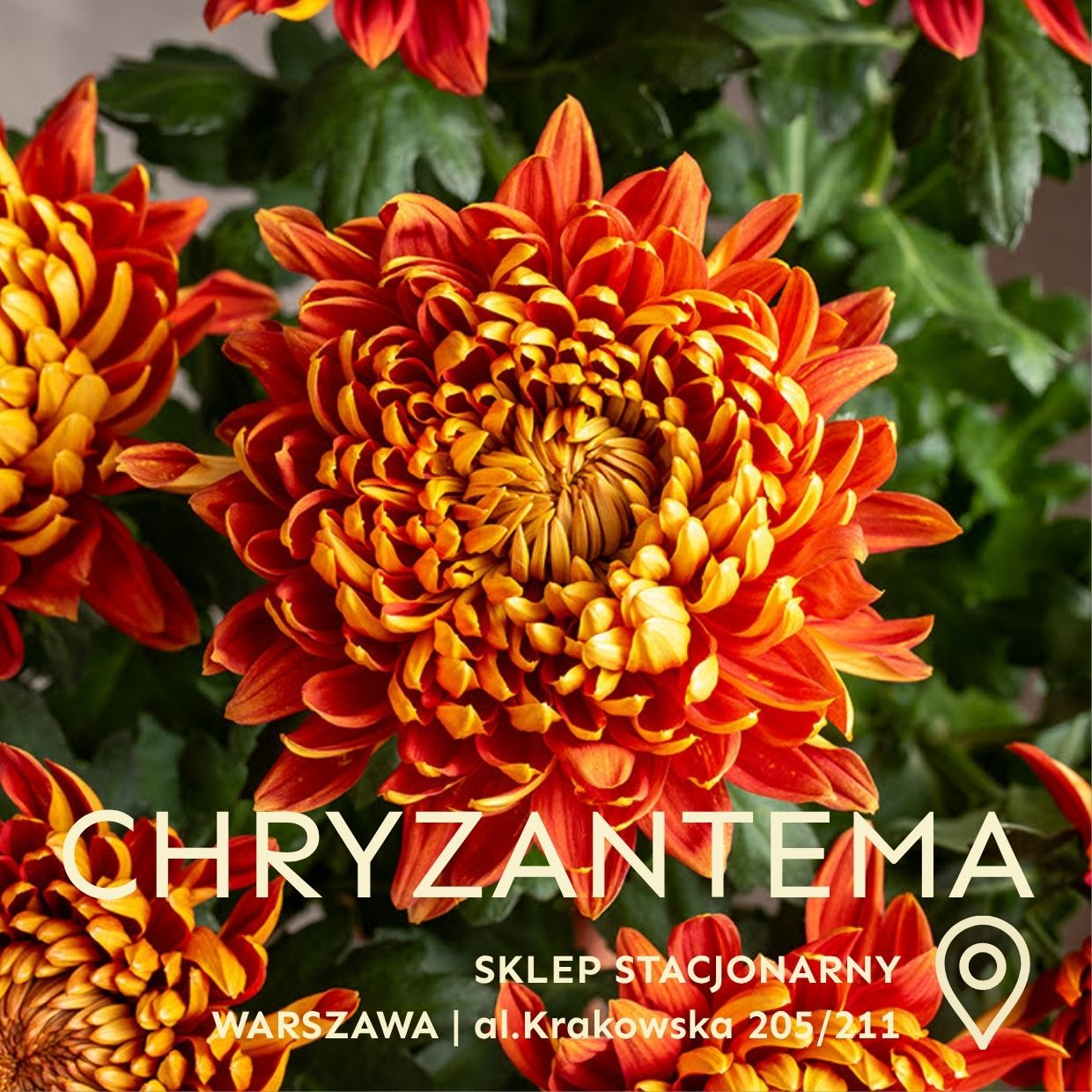 CHRYZANTEMY!